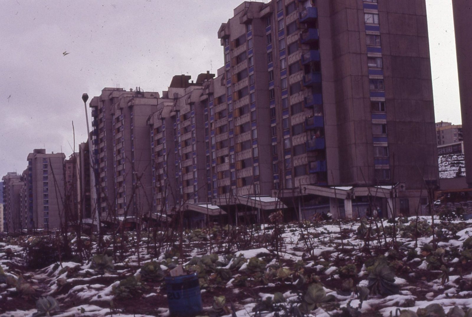 Photo by Maurizio Avogadri Ramakavya