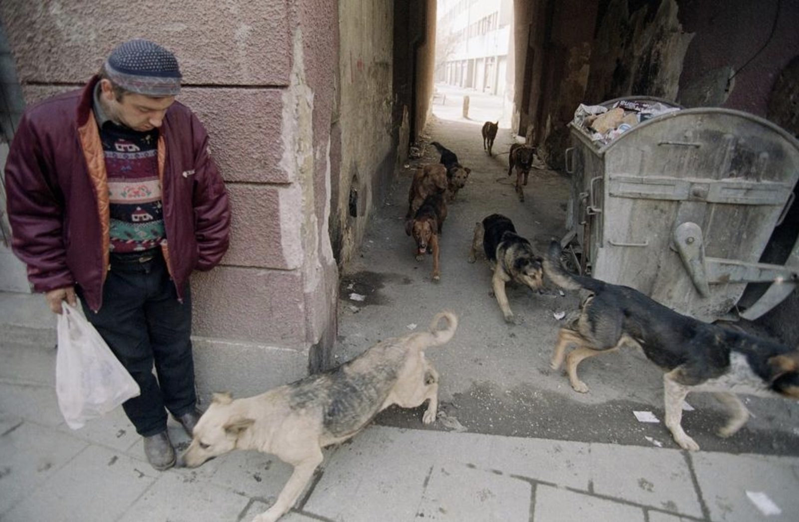 A man watches as a pack of about a dozen homeless dogs run through Sarajevo streets in search of food on Sunday, March 14, 1993. Many people who fled Sarajevo during the siege by Serbian forces left their dogs to fend for themselves in the city streets.