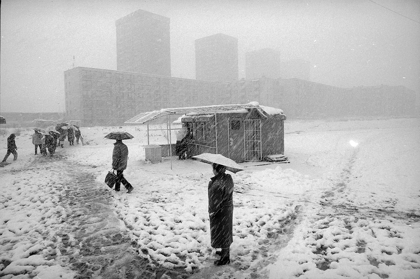 Photo by Mohsen Rastani